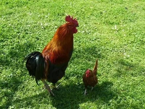 Au Bas Chalonge Le Four à Pain * Ligné